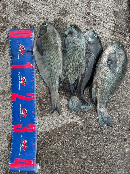 魚津港 フカセ釣り