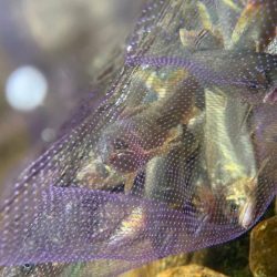 鮎の友釣りチャレンジ