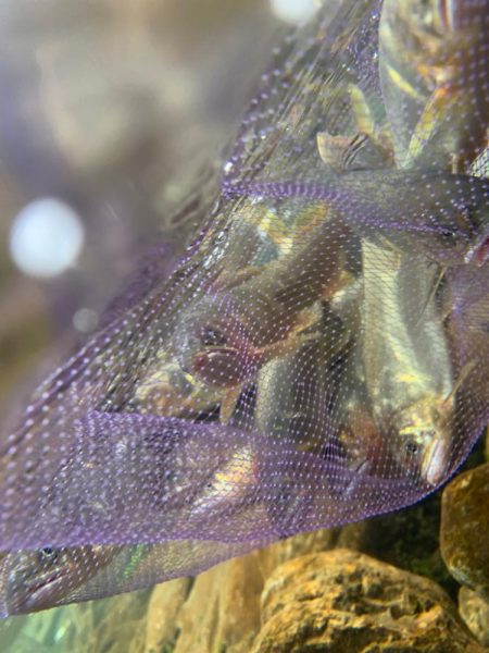 鮎の友釣りチャレンジ