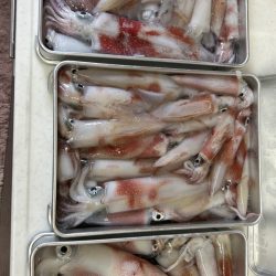 暴風雨イカメタル