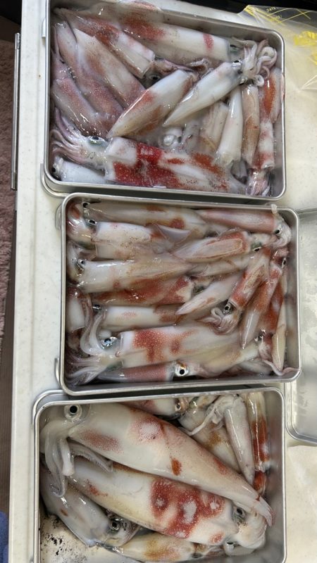 暴風雨イカメタル