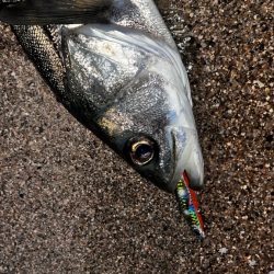 クリクリ目玉のシーバスが釣れた