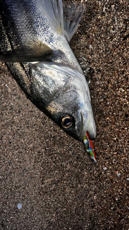 クリクリ目玉のシーバスが釣れた