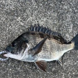 エビ撒き好調です