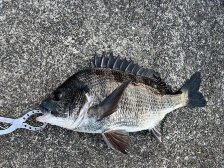 エビ撒き好調です