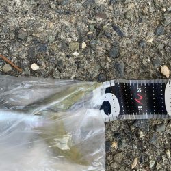 朝マズメ高活性