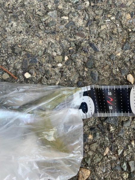 朝マズメ高活性