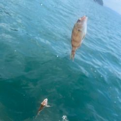 シロギスタ舞鶴へ行く