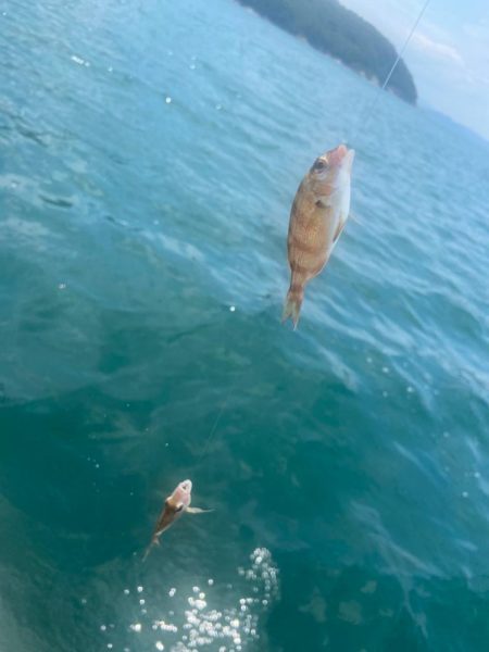 シロギスタ舞鶴へ行く