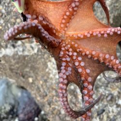 オクトパッシング13