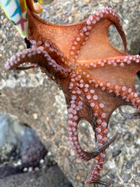 オクトパッシング13