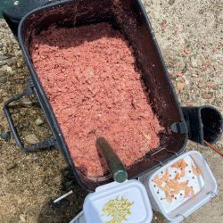 梅雨グレ終盤で波止釣り