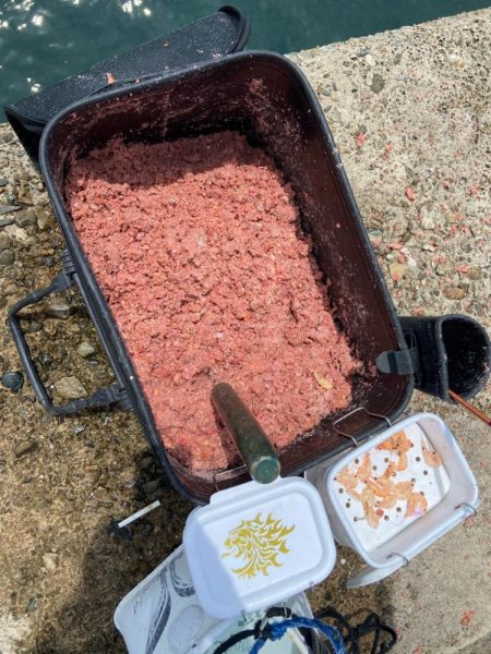 梅雨グレ終盤で波止釣り