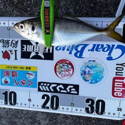 数釣りアジング