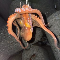 猛暑でタコ
