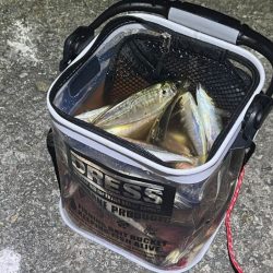 一晩中無限アジング