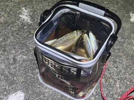 一晩中無限アジング