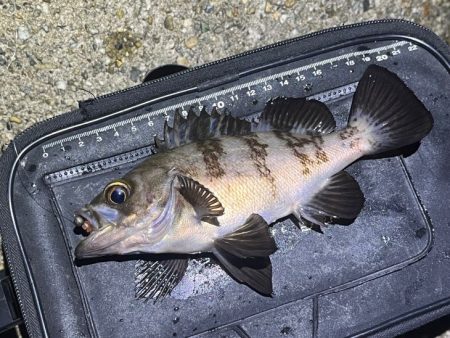 梅雨メバルの高活性は無しで深場のフォールで…