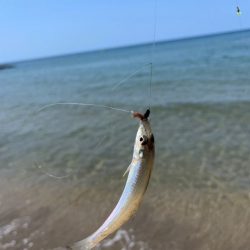 鳥取でキス釣り！今キスが釣れるポイントはここです！！