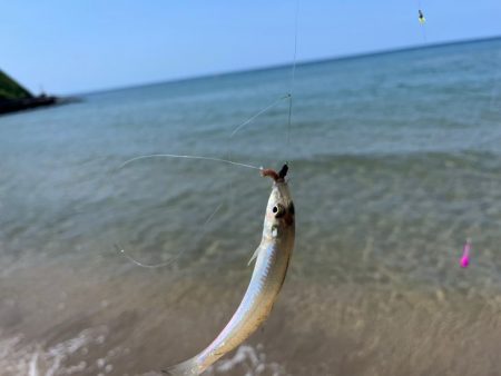 鳥取でキス釣り！今キスが釣れるポイントはここです！！