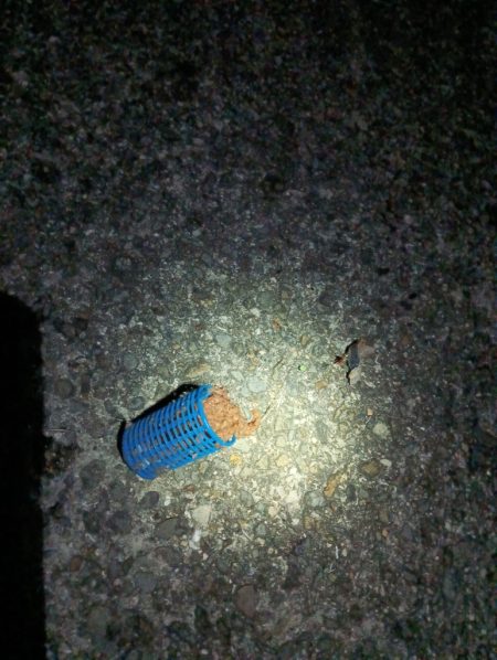 午前0時半からの大サバ釣り