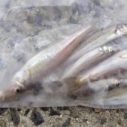 雨の合間を縫って