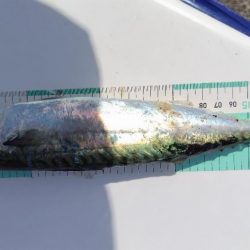 初めての朝マズメ