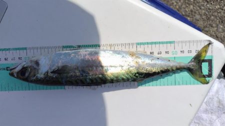 初めての朝マズメ