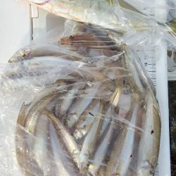 苅屋海岸のキス釣り