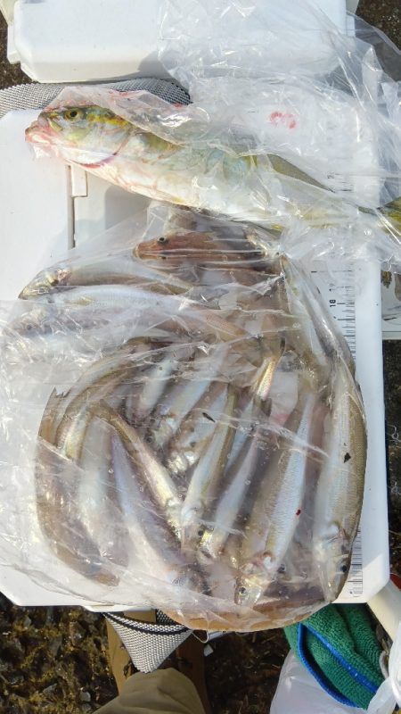 苅屋海岸のキス釣り