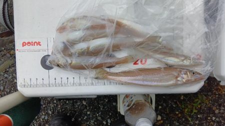 室津のキス釣り