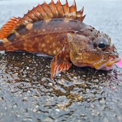 ロックフィッシュ釣行