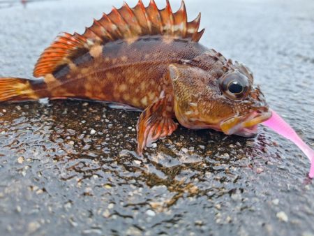 ロックフィッシュ釣行