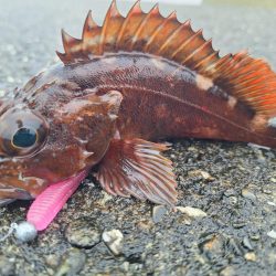 ロックフィッシュ釣行