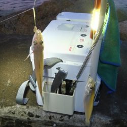 苅屋海岸のキス釣り