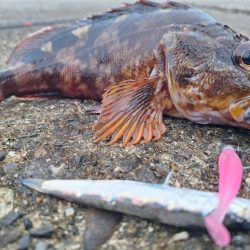 ロックフィッシュ釣行