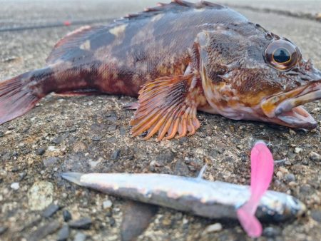 ロックフィッシュ釣行