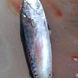 小グレちゃんと良型アイゴ、ヒラスズキ他