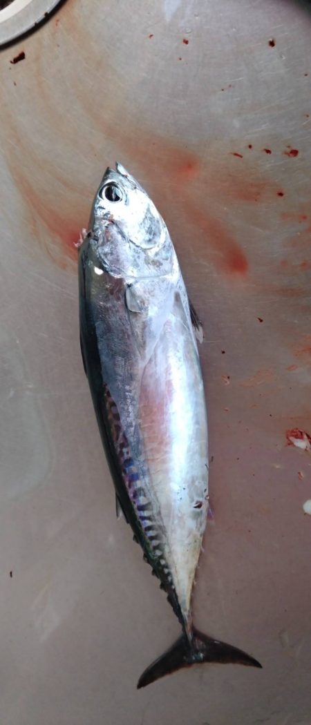 小グレちゃんと良型アイゴ、ヒラスズキ他