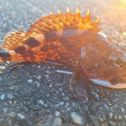 ロックフィッシュ釣行