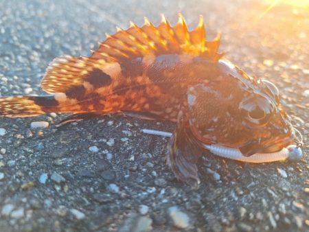 ロックフィッシュ釣行