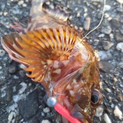 ロックフィッシュ釣行