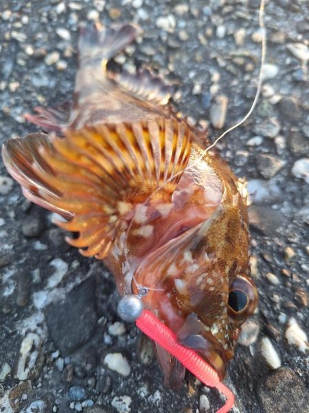 ロックフィッシュ釣行