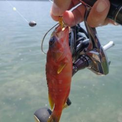 魚種は豊富だー