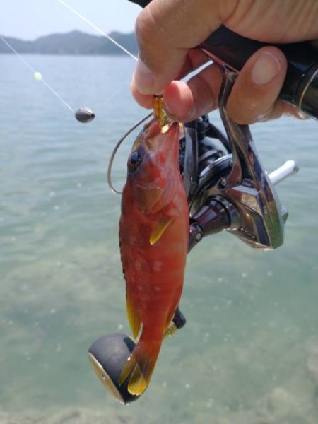 魚種は豊富だー