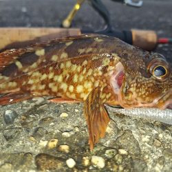 ロックフィッシュ釣行