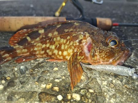 ロックフィッシュ釣行