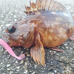 ロックフィッシュ釣行