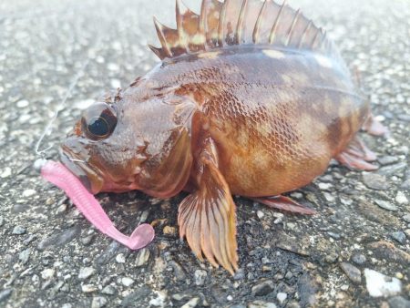 ロックフィッシュ釣行