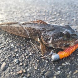 ロックフィッシュ釣行